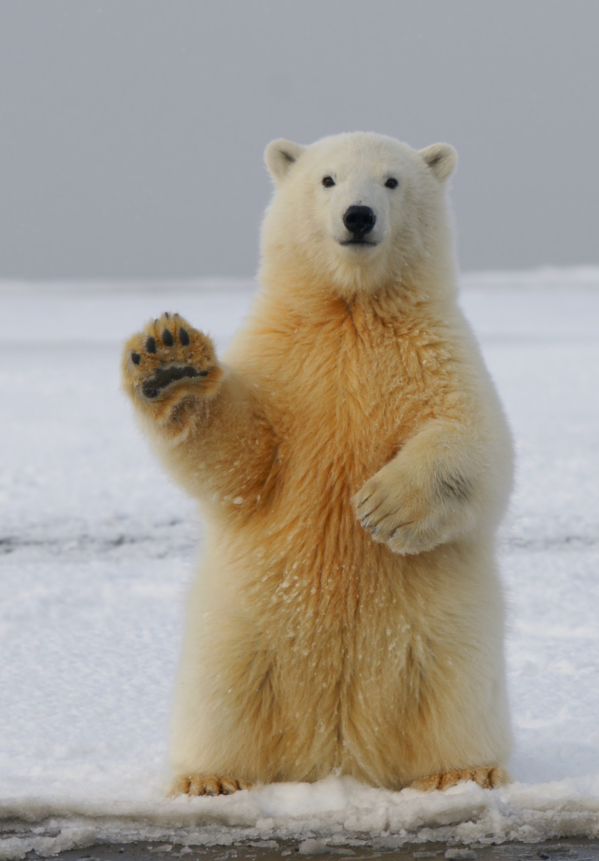 Big Paws